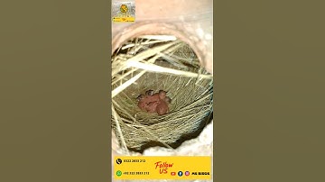 White Java first chick