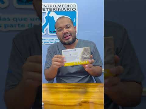 Cual es la mejor pipeta anti pulgas para mi gato - Dr. Noel Martinez hqdefault