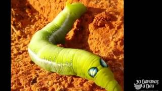 Caterpillar mutations      Worlds biggest caterpillars and m