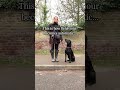 Automic- habits in dogs