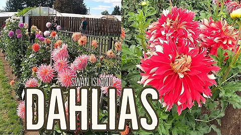 Swan Island Dahlias Tour. Canby OR