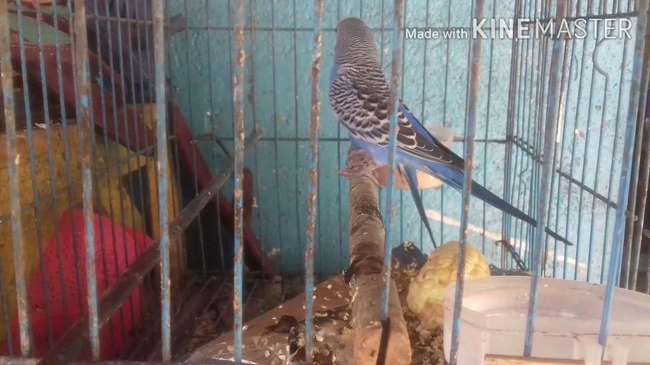 Burung Parkit Bercanda.. 