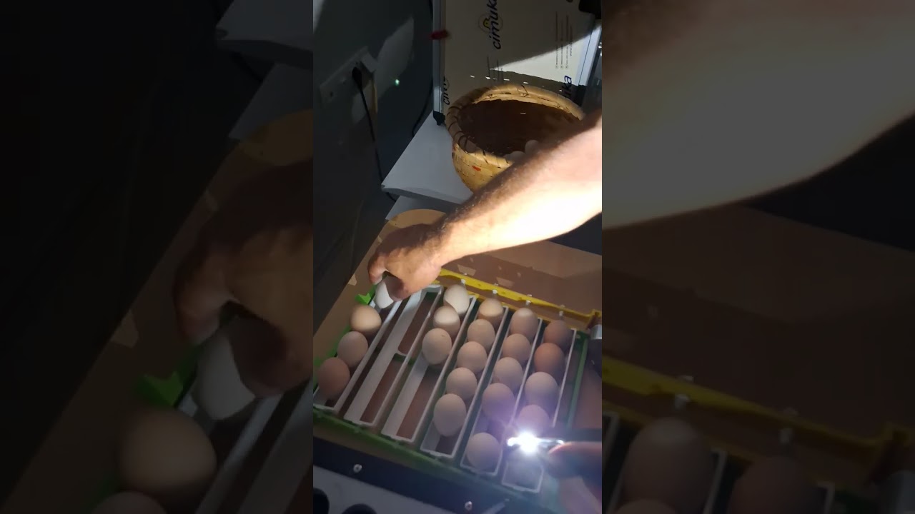 Yumurta döl kontrolü ne zaman ve nasıl yapılır