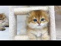 Funny and cute kitten Leo plays and has fun all day