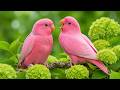 Natural Bird Sounds for Sleep 🌙 Peaceful Forest Ambience to Relax, Unwind & Sleep Better