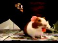 Teaching Simon and Theodore tricks.wmv