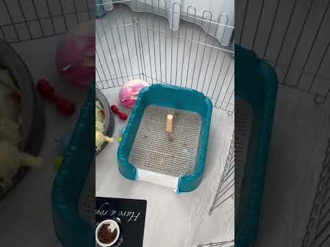 Чихуахуа ходит на лоток как кошка 🐈‍⬛ Приучение щенка