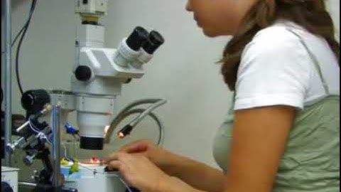 Monitoring Drosophila melanogaster Larval Heart Function for Physiological Studies