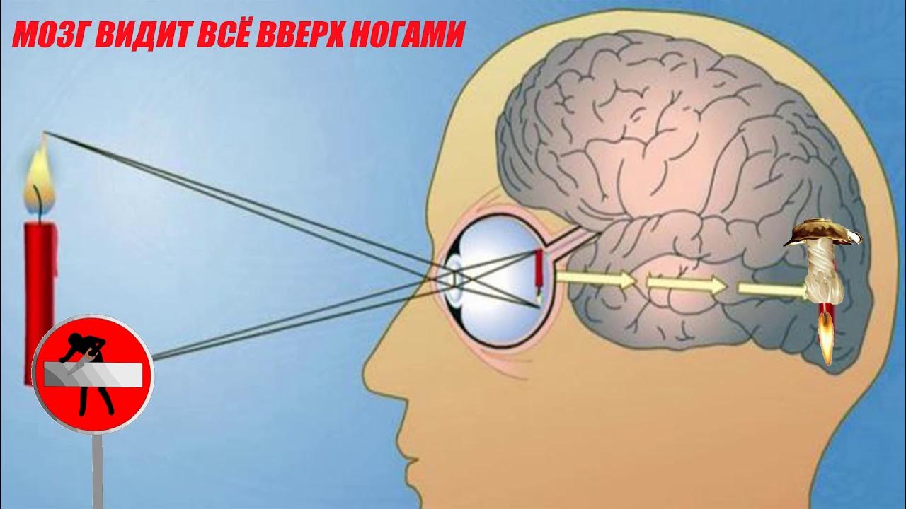 Глаз смотрит мозг видит. Видеть мозгом. Картинка как мозг видит. Как видит мозг человека.