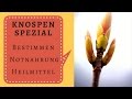 Knospen Spezial - Wissenswertes über Bestimmung und Verwendung als Notnahrung