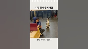 ❤️2300만❤️사람인거 들켜버린 댕댕이 #똑똑한강아지 #애견영상