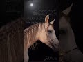 أجمل ما قيل في الخيل العربية الأصيلة 