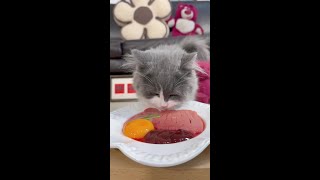 吃吧吃吧～#养猫 #吃货猫 #生骨肉 #喂猫 #小馋猫