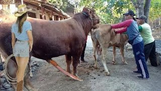 Brazilian Cow & Ox Mating