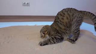 My cat Rory sees sand for the first time in his life by Rory the Cat 8,389 views 1 year ago 30 seconds