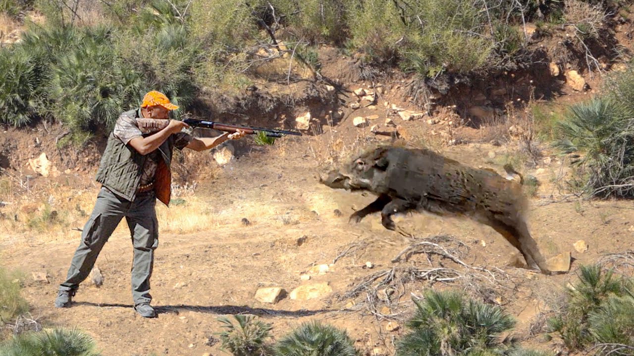 Chasse Sanglier au maroc | Wild Boar Hunting 2025-2026 (Partie 23) 🐗