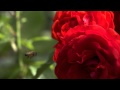 Portland's International Rose Test Garden