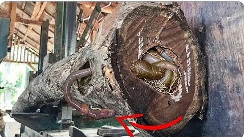 surprising discovery while sawing a hollow teak log full of old fibers at the sawmill
