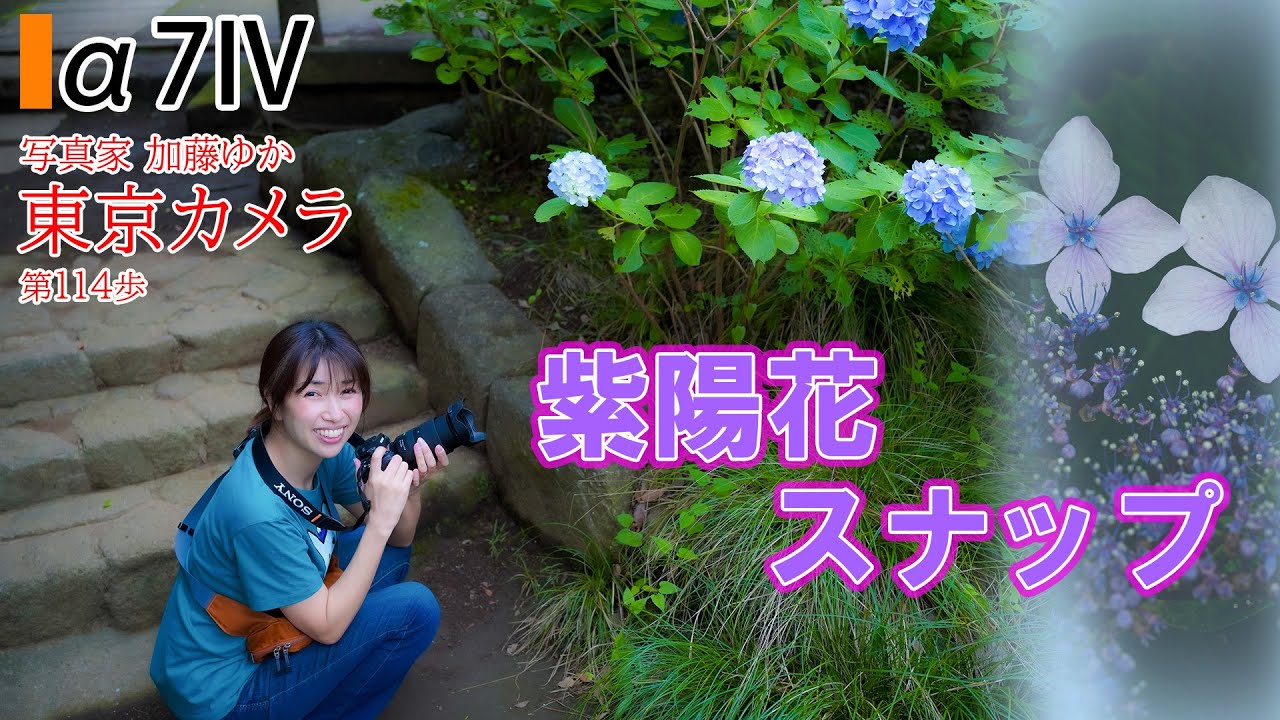 【α7IV a7iv】洗足池で「紫陽花スナップ撮影」東京カメラ第114歩写真家 加藤ゆか