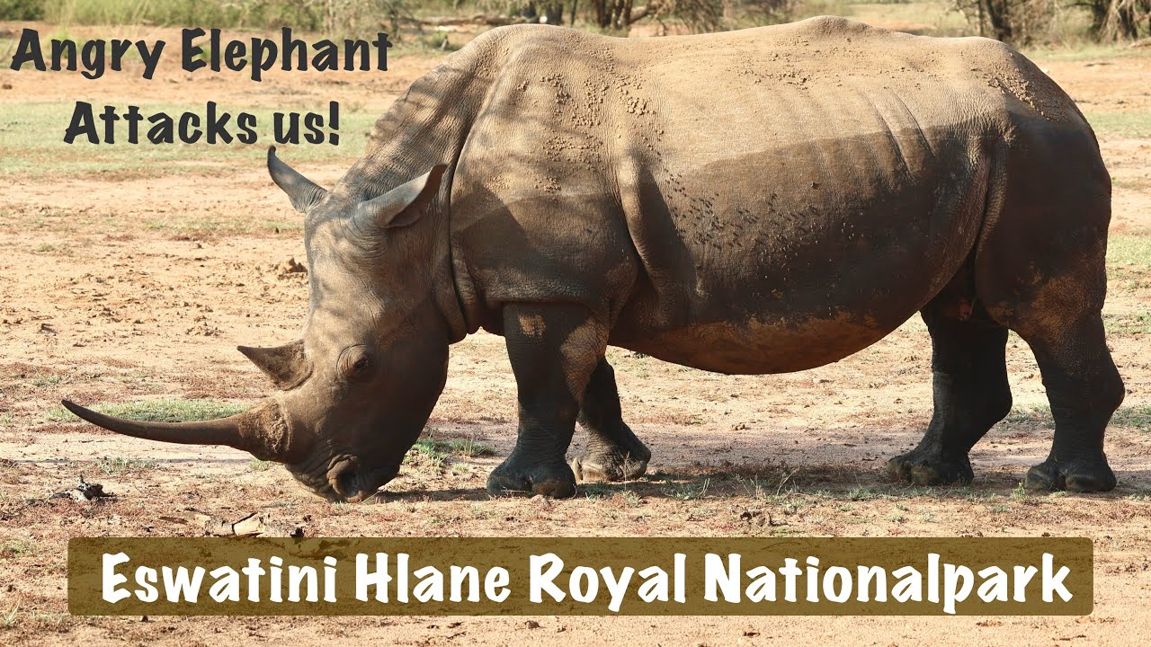 Eswatini, Hlane Royal National Park, Ndlovu Camp, ELEPHANT ATTACK, Nashorn, Nilpferd, Südafrika EP05
