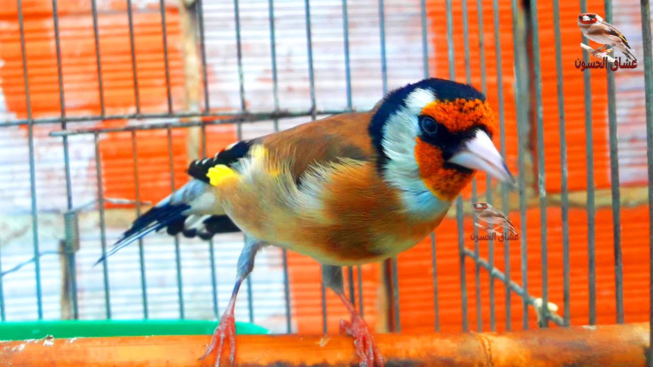 щегол поет, чтобы спариваться. сильная птица, стимулирующая самку щегла к спариванию