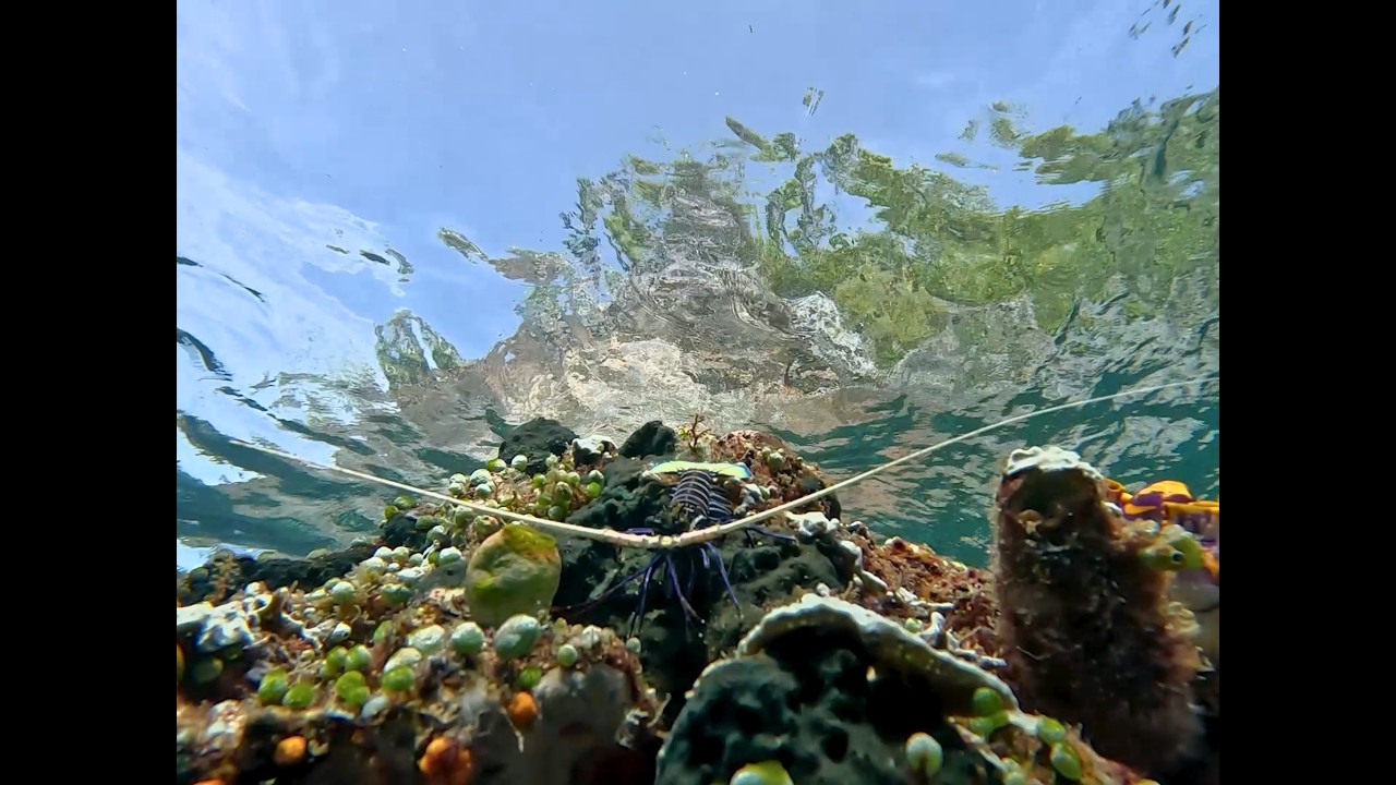 ⁣Dewi Nusantara Cruise 2603 All of Raja Ampat - Biodiversity Hotspot