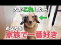 【完全版】犬が家族の中で一番好きな人にだけ見せる仕草7選