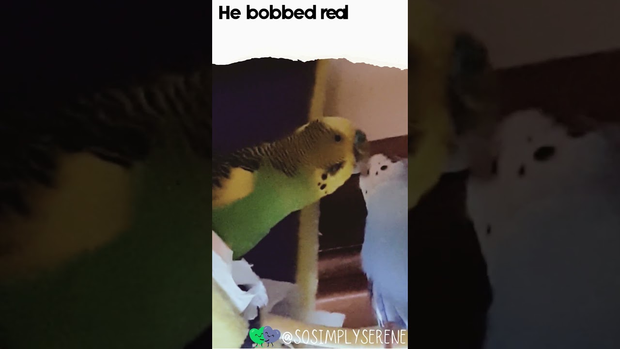 🎵Head Bobbing Budgie 💛Tale 📖 Budgie Love