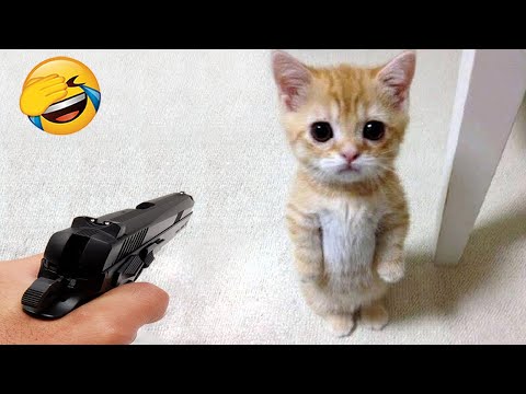 New Funny Videos 2024 😍 Cutest Cats and Dogs 🐱🐶 Part 43