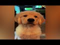 New Funny Videos 2024 😍 Cutest Cats and Dogs 🐱🐶 Part 43