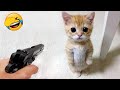 New funnys 2024  cutest cats and dogs  part 43