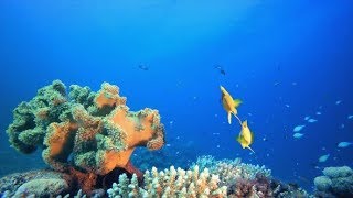 Underwater Clown-Fish and Soft Coral | Stock Footage - Videohive screenshot 5