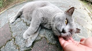 ロシアンブルーみたいな灰色猫が丘を登ってモフられに来た