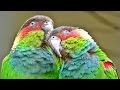 Blue-throated Conure aka Blue Throated Parakeet - Exotic Birds