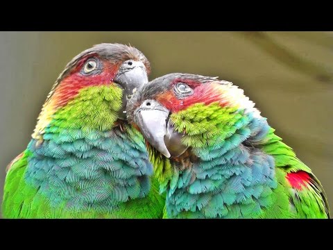 Video: Fischer's Lovebird