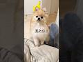 ねえ、まだ見てるよね?🐶