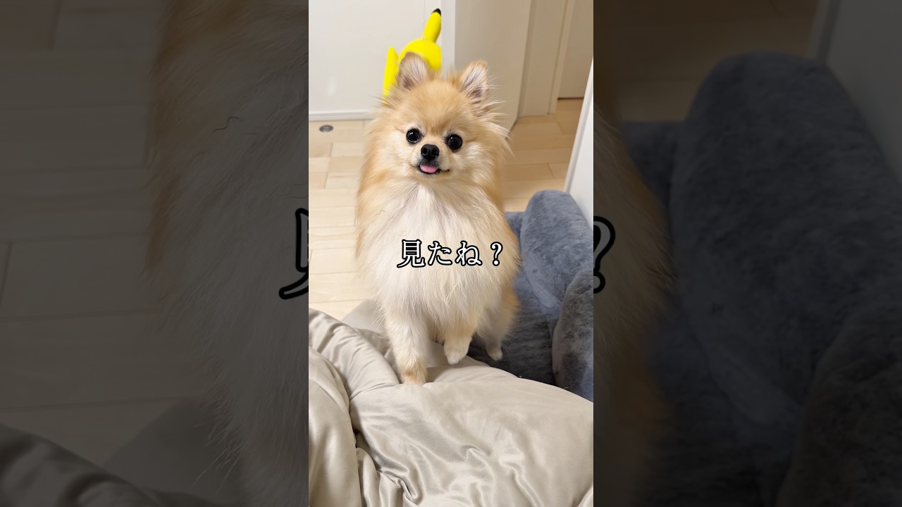 ねえ、まだ見てるよね?🐶