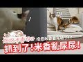 【抱抱米香EP14】發生悲劇還是要向米香進攻！抱抱米香要完結篇了？