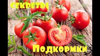 Секреты хорошей подкормки томатов