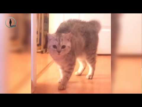 Aralık Top 20 En Komik Korkak Kedi Videoları 🐈 Komik Kediler 2018