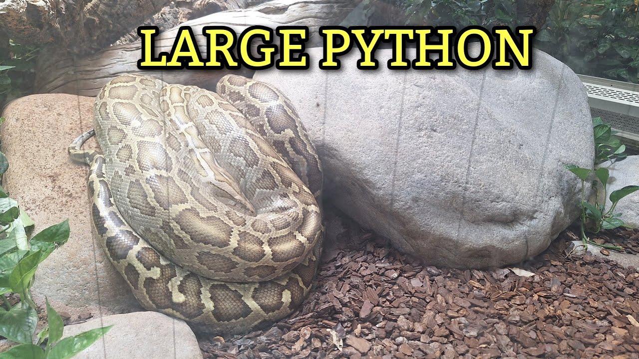 WILHELMA STUTTGART A LARGE PYTHON | Filipina-German Life! 