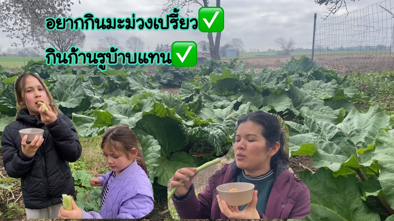 เมื่อบ้านเราไม่มีมะม่วงเปรี้ยว เลยกินสิ่งนี้แทน