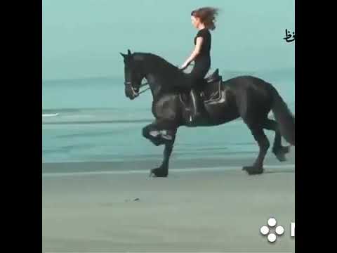 علا حسب الريح مايودي عبد الحليم حافظ