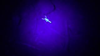 Finding scorpions with a UV torch