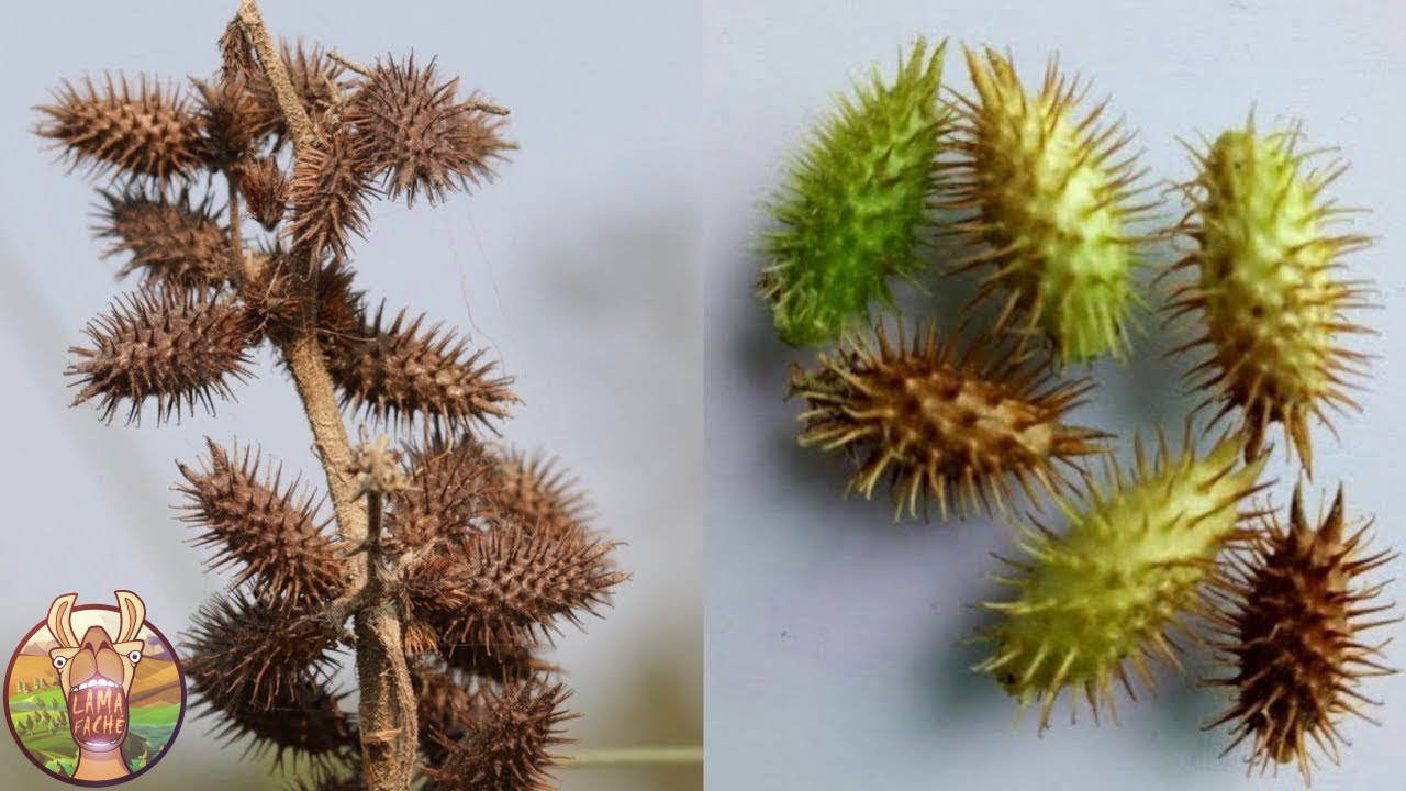 Cette Plante Rare Est Plus Chère Qu’Un Diamant !
