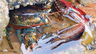 Lobster & Catch the sea to discover lobster holes, full of wild nature
