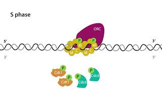 3. Molecular Mechanisms of DNA Replication