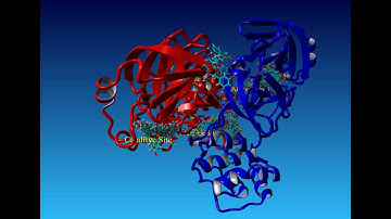 3CLpro dimer blind docking.