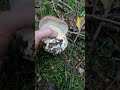 🍄‍🟫Белие, 🍄Подмосковье,🍄‍🟫 грибы,🍄 #mushroom 🍄 #fungi 🍄‍🟫2024 год ,август 🍄🍄‍🟫