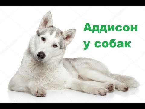 Видео: Что такое болезнь Аддисона у собак?